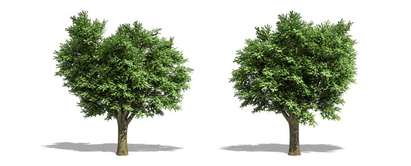 Beautiful Ulmus campestris tree isolated and cutting on a white background with clipping path.