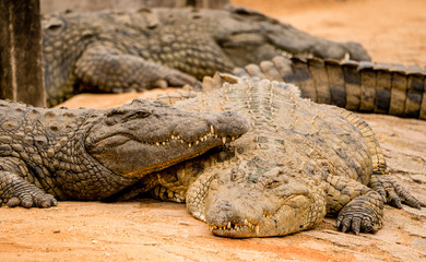 crocodiles lounging around at a crocodile farm in South Africa