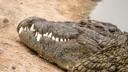 Crocodiles sunning in close up 