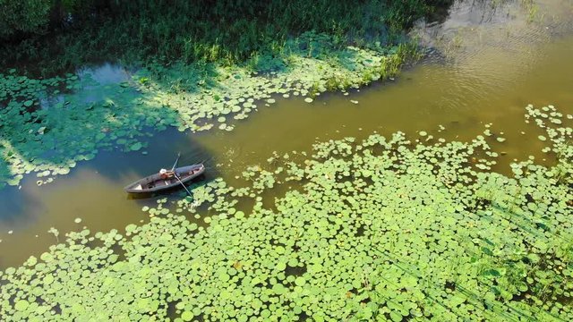 Aerial drone view of a man rowing in a wooden boat floats through lotus flowers