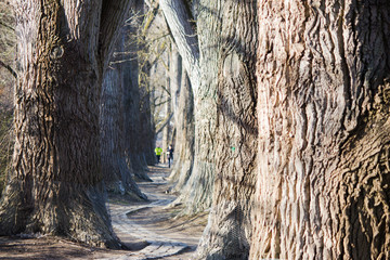 Der Weg im Wald