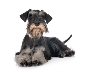 miniature schnauzer in studio