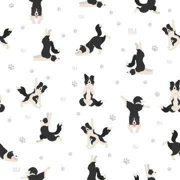 Yoga dogs poses and exercises seamless pattern design. Border collie clipart