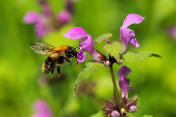 The bumblebee pollinating spotted dead-nettle