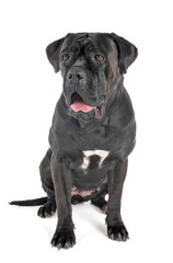 cane corso in studio