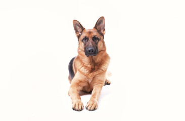 Portrait of a German Shepherd, 3 years old, full body, in front of white background, , copy-space