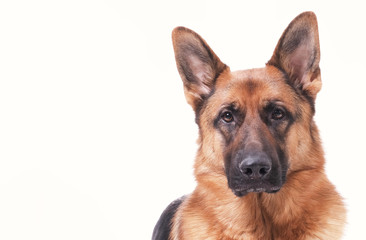 Portrait of a German Shepherd head, 3 years old, in front of white background, copy-space