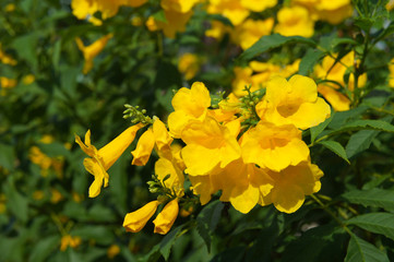 Allamanda cathartica green shrub with yellow bell flowers