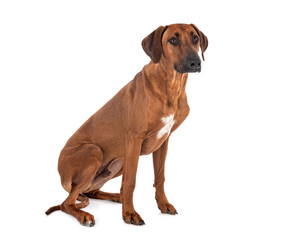 Rhodesian Ridgeback in studio