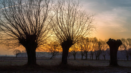 Krajobraz wiejski Podlasia, Podlaskie wierzby, Polska © podlaski49
