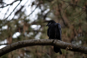 Crow in a tree