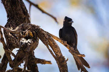 Drongo