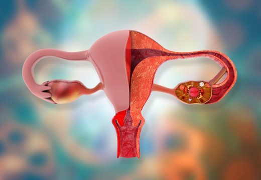 Uterus anatomy on medical background. 3d illustration.