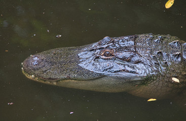 Crocodile head close up