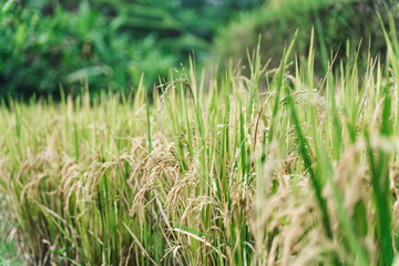 Ears of ripe rice on Asian plantations are photographed in large quantities. Ready-to-harvest rice.