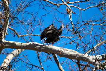 Turkey Vulture taking flight
