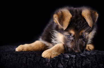 Portrait of a 7 week old german shepherd puppy head, black background
