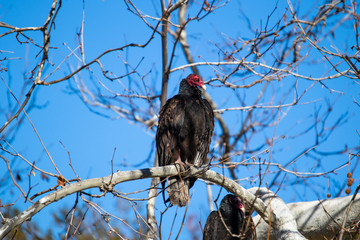 Turkey Vulture posing
