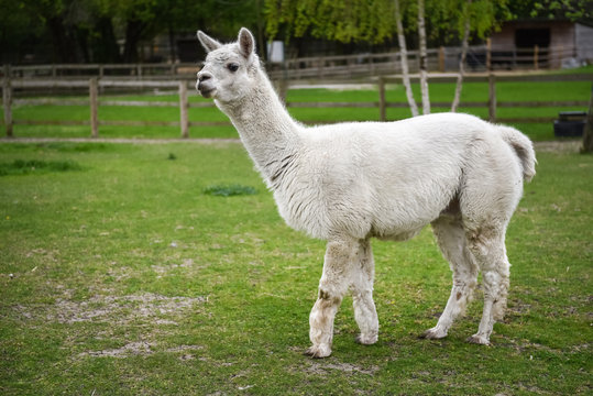 Lama - a South American camelid mammal domesticated by the Indians.
