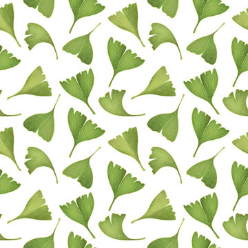 Gingko biloba leaves. Seamless pattern. Isolated on white background. Digital Illustration.