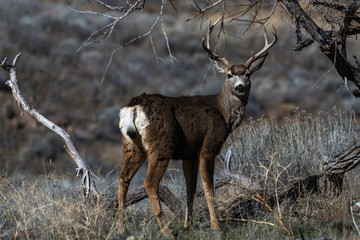 Mule deer buck with large antlers