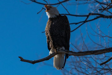 Bald eagle with beak wide open sitting in a tree eagles on a branch