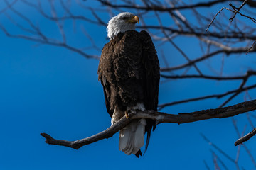 Bald eagle sitting in a tree eagles on a branch