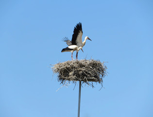 two white storks in the nest