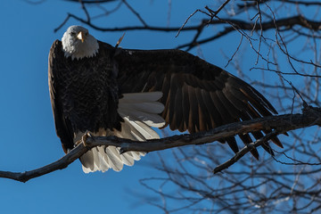 Bald eagle sitting in a tree eagles on a branch