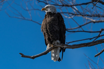 Bald eagle sitting in a tree eagles on a branch