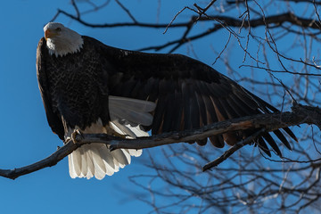 Bald eagle sitting in a tree eagles on a branch