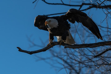 Bald eagle sitting in a tree eagles on a branch