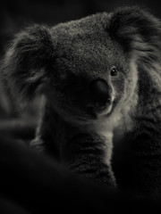 コアラ koala 3