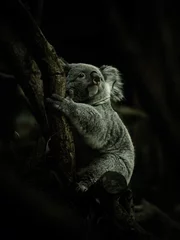 Fotobehang Koala koala 1 © Akito