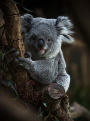 コアラ koala 2