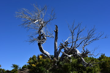 Dried tree in the  mountains of Madeira Island - view from the trial to Pico Ruivo.