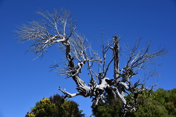 Dried tree in the  mountains of Madeira Island - view from the trial to Pico Ruivo.