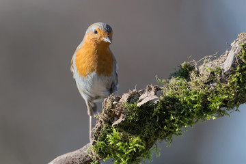 Robin at sunrise (Erithacus rubecula)