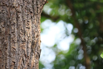 Fototapeta premium Green nature background with bokeh, Closeup view of tree with bokeh, Beauty wallpaper nature and bokeh