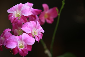 Dendrobium Orchids Plants with pink yellow white color,Group of Orchids Flower and branch with...