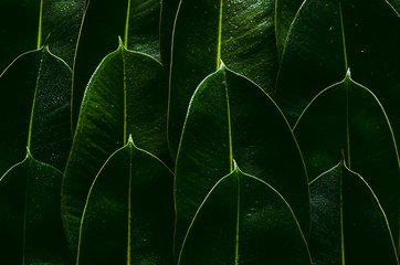 Fresh green Rubber tree leaves for background photo concept.