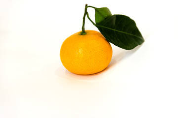 Tangerines fruit on branch with green fresh leaves isolated on white background.
