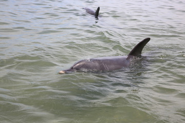 Obraz premium Großer Tümmler (Tursiops) am Strand. Westaustralien