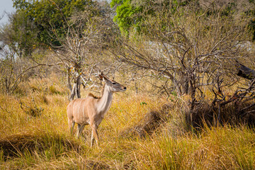 kudu