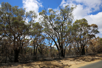 Verbrannte B&auml;ume in Tasmanien. Australien