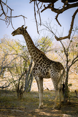Giraffe