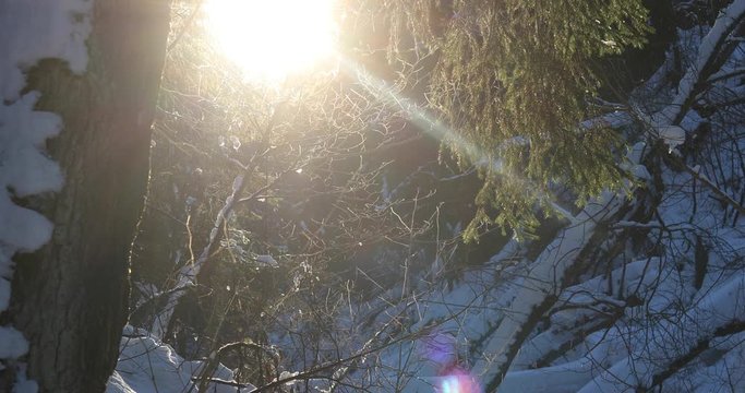 The effect of steam on the solar disk. Winter sunny day in the forest