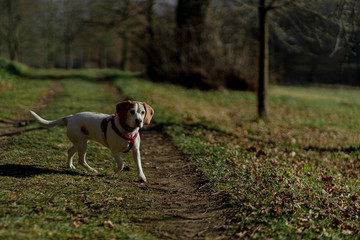 Beagle dog Meggie, Czech rep.