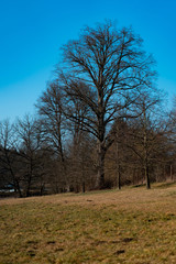 Big tree, winter, Czech rep.