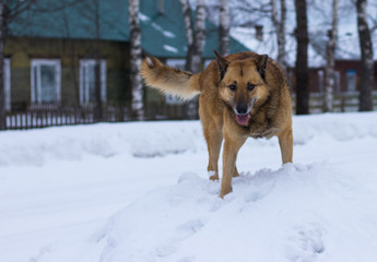 dog in snow